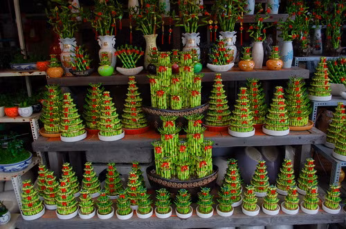 Soi gia 8 cay canh nho xinh mang tai vuong vao nha-Hinh-2