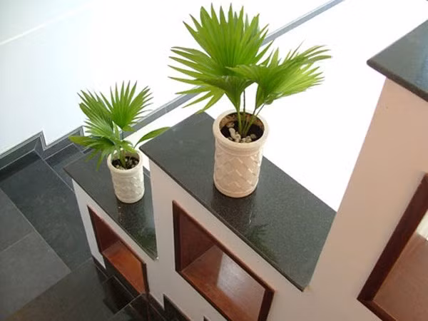 Soi gia 8 cay canh nho xinh mang tai vuong vao nha-Hinh-4