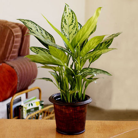 Soi gia 8 cay canh nho xinh mang tai vuong vao nha-Hinh-7