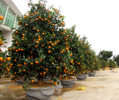 Trong kinh doanh, đặt cây quất ở văn phòng hoặc cửa hàng thường mang ý đem lại cát khí lớn lao, thu được nhiều tài lộc. Những cây có lá xanh tốt, nhiều quả vàng, biểu trưng sự dồi dào sức sống, vậy nên, nhiều nhà chọn quất cảnh vì niềm vui và may mắn cả năm.