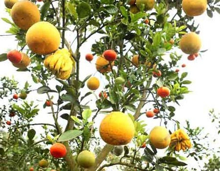 Độc đáo và mang nhiều ý nghĩa tốt đẹp cho gia chủ khi chưng Tết, có nhà vườn cầu kỳ lai tạo được 5- 9 loại quả trên cùng một cây. Trái bưởi, cam, phật thủ, quýt, quất... trên cây như một mâm ngũ quả, biểu tượng tài lộc, hạnh phúc, no đủ cho chủ nhà. Giá mỗi cây được bán từ 6 triệu đến 10 triệu đồng.