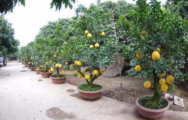 Các loại cây được chọn không chỉ đẹp về hình dáng, còn có ý nghĩa rất riêng. Những chậu bưởi chơi Tết biểu trưng cho sự căng tròn, mát lành, cộng với tán lá sum suê, hứa hẹn một năm phát triển. Tùy vào tuổi đời của cây, độ cầu kỳ chăm sóc, chậu bưởi có giá trung bình 3-4 triệu đồng, có cây lên tới 40 triệu đồng.