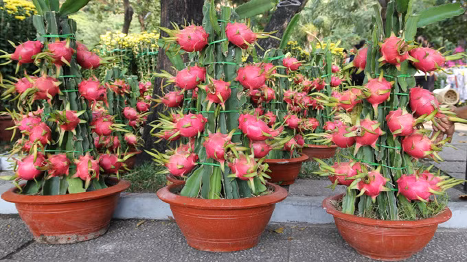 Vài năm gần đây, các nhà vườn thay vì tập trung các loại hoa chơi Tết đã chuyển sang trồng loại cây hút tài lộc Tết, vừa bắt mắt lại có ý nghĩa tài lộc may mắn. Thanh long được nhiều người chuộng vì biểu trưng cho sự cát tường và thịnh vượng. Ngoài ra giá của chậu cảnh khá ổn định, dao động từ 1 triệu đến 1,5 triệu cho khóm cây 15 quả trở lên.