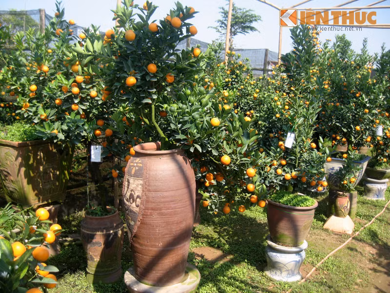 Hang doc Tet 2015: Quat binh mini Ha Noi gia cuc chat