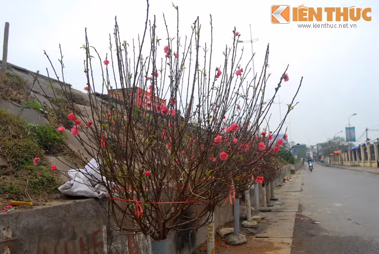 Dao Nhat Tan bat dau bay ban, nua trieu dong/canh-Hinh-5