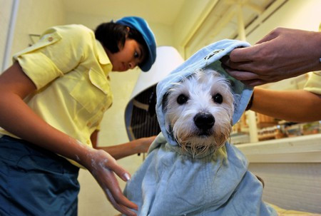 Du loai dich vu la doi hot bac dip Tet At Mui-Hinh-3