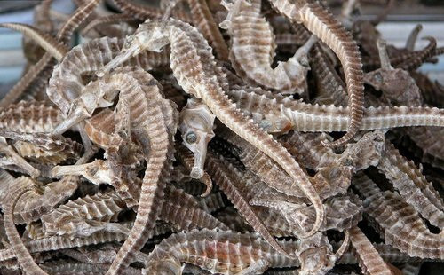 Cá ngựa khô dùng ngâm rượu, hầm canh hoặc chế biến món ăn... được bán khá nhiều trên thị trường với mức giá 250.000 - 750.000 đồng/cặp (tùy vào trọng lượng hoặc loại cá ngựa to/nhỏ khác nhau).