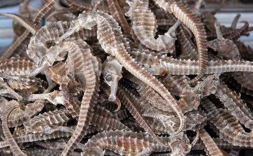 Cá ngựa khô dùng ngâm rượu, hầm canh hoặc chế biến món ăn... được bán khá nhiều trên thị trường với mức giá 250.000 - 750.000 đồng/cặp (tùy vào trọng lượng hoặc loại cá ngựa to/nhỏ khác nhau).