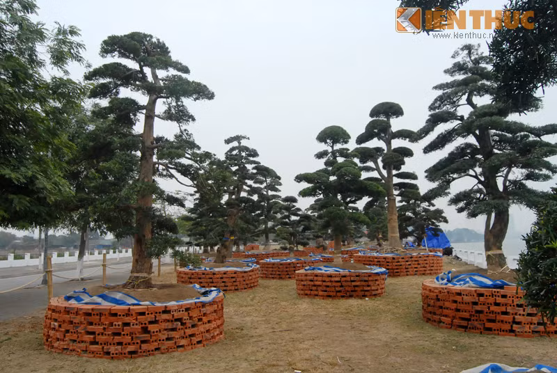 Việc chăm sóc tùng không quá cầu kỳ, hàng ngày, nhân viên trông vườn sẽ tưới nước đều đặn cho cây.