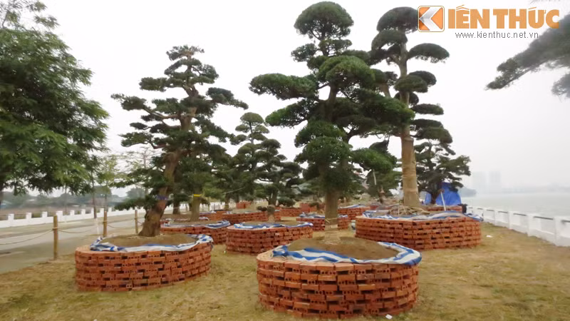 Bất cứ ai đi qua đoạn đường ven hồ, lối gần với đường vào phủ Tây Hồ đều không khỏi ngạc nhiên khi nhìn thấy một khu vườn rộng lớn, với hơn 30 cây tùng tạo hình công phu.