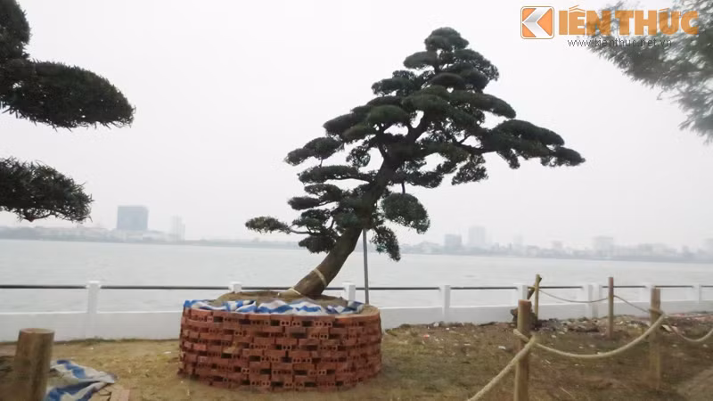 Nhờ bàn tay uốn tỉa, ghép tạo khéo léo mà cây tùng có những thế đẹp, xòe tán, xoắn xuýt với nhau, vừa tạo sự sinh động, tao nhã cho khung cảnh, vừa giúp mang lại giây phút thanh thản cho tâm hồn mỗi người yêu thích chơi cây cảnh nghệ thuật.