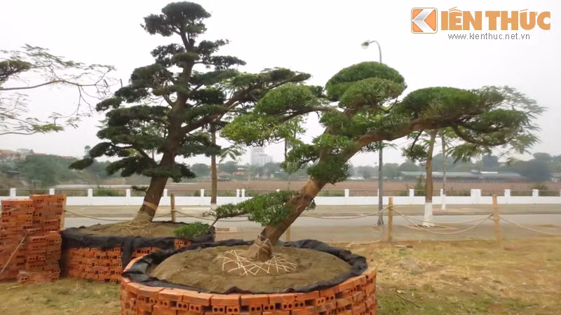 Để trồng những cây tùng cảnh tại đây, nhân viên bảo vệ khu vườn cho biết, nghệ nhân và người làm mất khoảng 2 tuần để trồng và hoàn thiện bồn cây làm từ hàng trăm viên gạch.