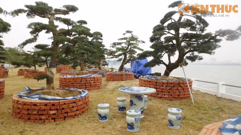 Nhiều người không quản ngại đường xa, đến vườn ngắm cây tùng cảnh được tạo dáng đẹp mắt. Anh Tú (Cầu Diễn - Nam Từ Liêm) chia sẻ, khi đến đây: "Mình từng chơi cây cảnh lâu năm nên biết, những cây tùng ở đây phải tầm 100 tuổi trở lên, trị giá mỗi cây trung bình từ 300 - 500 triệu, cây nào lâu năm, thế đẹp sẽ đắt tới tiền tỷ".