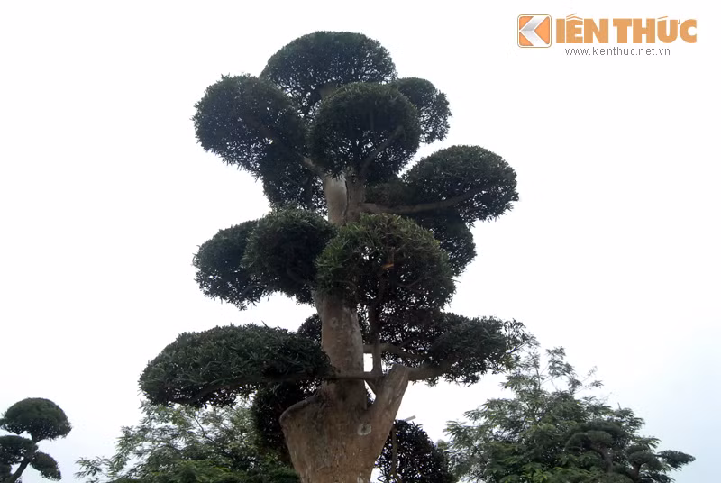 Tán lá của cây "huynh đệ la hán tùng" được bảo vệ khu vườn giới thiệu là cây tùng độc đáo nhất trong số hơn 30 cây trồng tại đây.