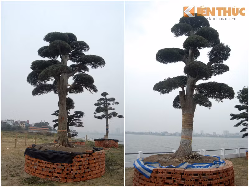 Trong nghệ thuật làm cây, tùng là một loài cây khó tạo dáng nhất, bởi sự cứng cỏi của nó. Đây là loại cây chậm phát triển, rất ít biến đổi trong quá trình sống. Những cây tùng cao từ 3- 6m, được cắt tỉa hết sức cầu kỳ, thể hiện tâm huyết to lớn của người làm nghề.