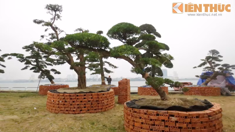  Đây chính là vườn tùng chục tỷ ở Hà Nội. Theo chia sẻ của một nhân viên bảo vệ khu vườn, những cây tùng bề thế này thuộc sở hữu của nghệ nhân Nguyễn Đăng Khoa - người đam mê với thú chơi cây cảnh.