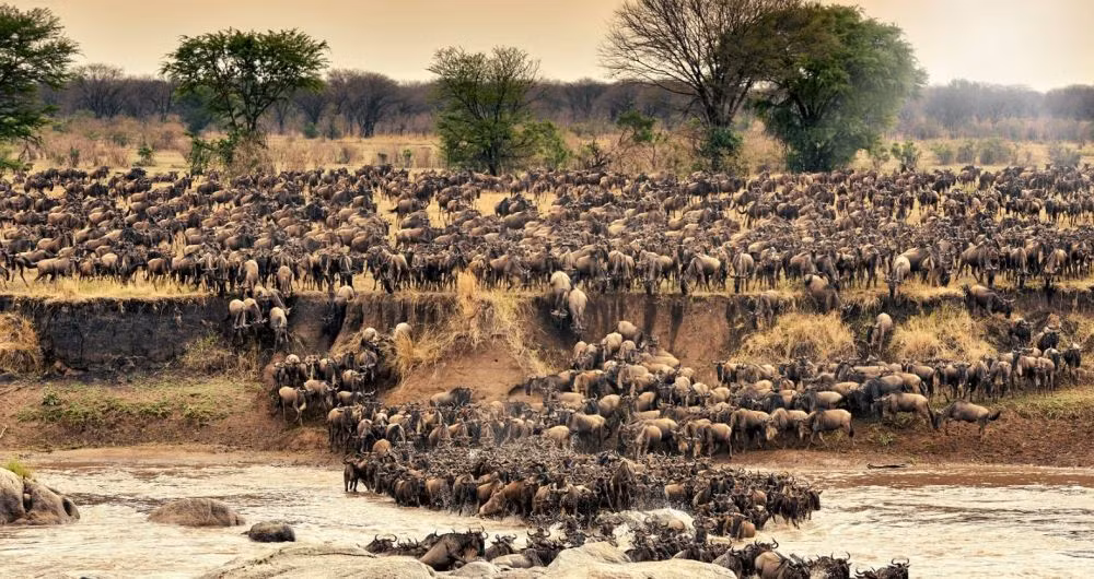 Hàng nghìn con linh dương vượt sông Mara ở Công viên Quốc gia Serengeti ở Tanzania trên đường di cư hàng năm tới vùng Maasai. Đây là một trong những bức ảnh ấn tượng nhất năm 2016 theo bình chọn của hãng thông tấn Barcroft Media. Ảnh QQ