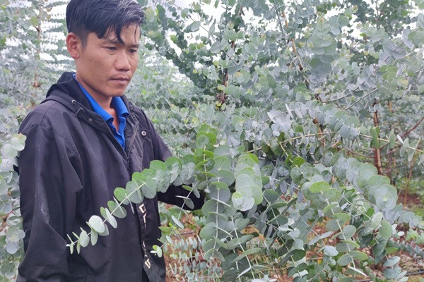 Chang trai “hai ra tien” nho cay do la trong tren vung dat kho