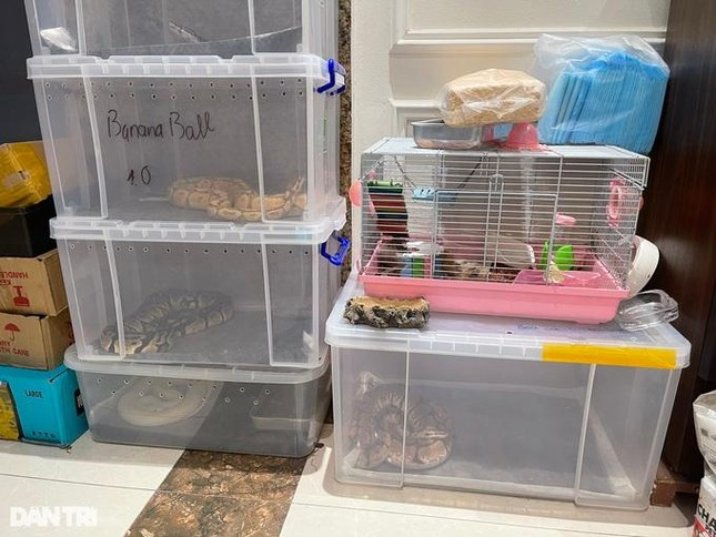 Co gai o HN chi 300 trieu nuoi than lan, tran lam thu cung-Hinh-2