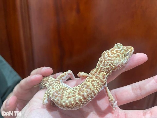 Co gai o HN chi 300 trieu nuoi than lan, tran lam thu cung-Hinh-9