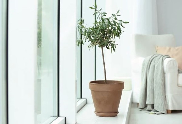 5 loai cay trong trong nha pho bien tren Instagram nam 2022