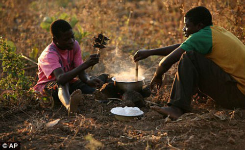 Sau khi bắt ở ngoài đồng về, chuột được nướng chín cùng với muối và hạt tiêu. Ảnh: DM.