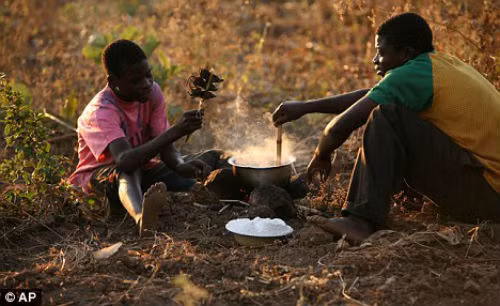 Sau khi bắt ở ngoài đồng về, chuột được nướng chín cùng với muối và hạt tiêu. Ảnh: DM.