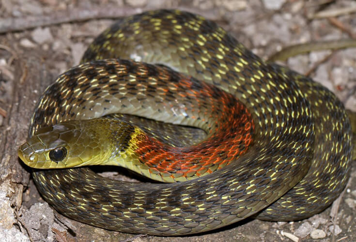 Liên quan đến vấn đề này, nhà khoa học người PhápHoussaye cho rằng rắn đã rụng hết chân để phù hợp với cảnh chui rúc trong hang sâu hoặc bơi lội dưới đại dương.