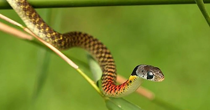 Bằng chứng là cặp chân trong mẫu hóa thạch bị thoái hóa rất nghiêm trọng và các hậu duệ của chúng chẳng còn cái chân nào.