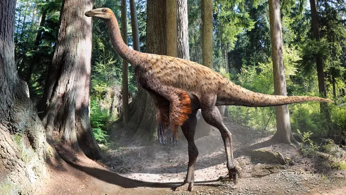 Các hóa thạch mới được tìm thấy dọc theo Lạch Luxapallila ở Mississippi. Bộ sưu tập xương thuộc về họ khủng long được gọi là ornithomimosaurs— "chim bắt chước" thường có vẻ ngoài giống đà điểu với đuôi và bàn tay có móng vuốt.