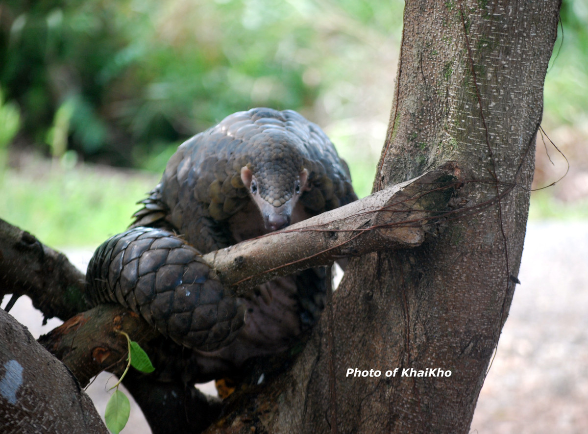 ê tê Java là loài động vật có vú thuộc Bộ tê tê, chúng có vảy bao phủ thân mình chỉ chừa phần bụng và mặt trong tứ chi. Ở những phần đó có lông thưa.