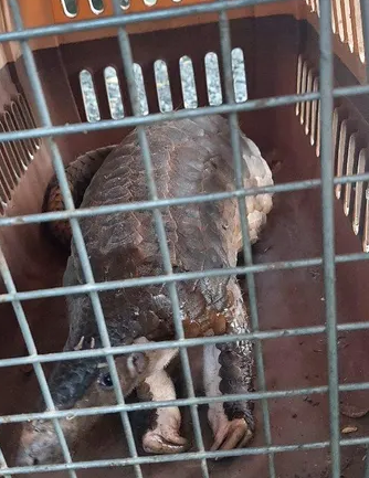 Trước đó,vào sáng ngày 25/10, anh Nguyễn Văn Hà (32 tuổi) và anh Bùi Quang Khải (23 tuổi), cùng là kỹ sư xây dựng, đi chạy bộ thể dục ở một số tuyến đường gần công ty nơi làm việc ở quận 12.