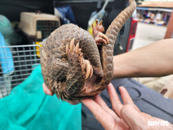 Cơ quan chức năng xác định, cá thể tê tê này là tê tê Java (tên khoa học là Manis javanica), thuộc nhóm IB trong danh mục động vật rừng nguy cấp quý hiếm.