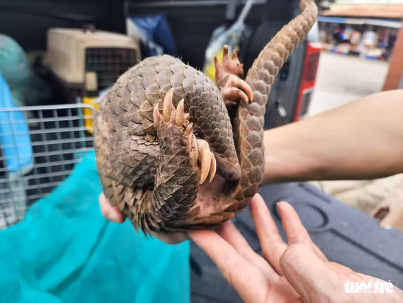 Cơ quan chức năng xác định, cá thể tê tê này là tê tê Java (tên khoa học là Manis javanica), thuộc nhóm IB trong danh mục động vật rừng nguy cấp quý hiếm.