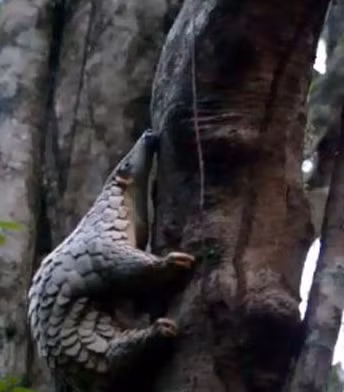 Tê tê Java trung bình dài 77,5–100 cm. Chiều dài đầu và thân: 40 – 65 cm và chiều dài đuôi: 35 – 56 cm. Trọng lượng: Trung bình 6 – 8 kg (có khi lên đến 9 – 12 kg).