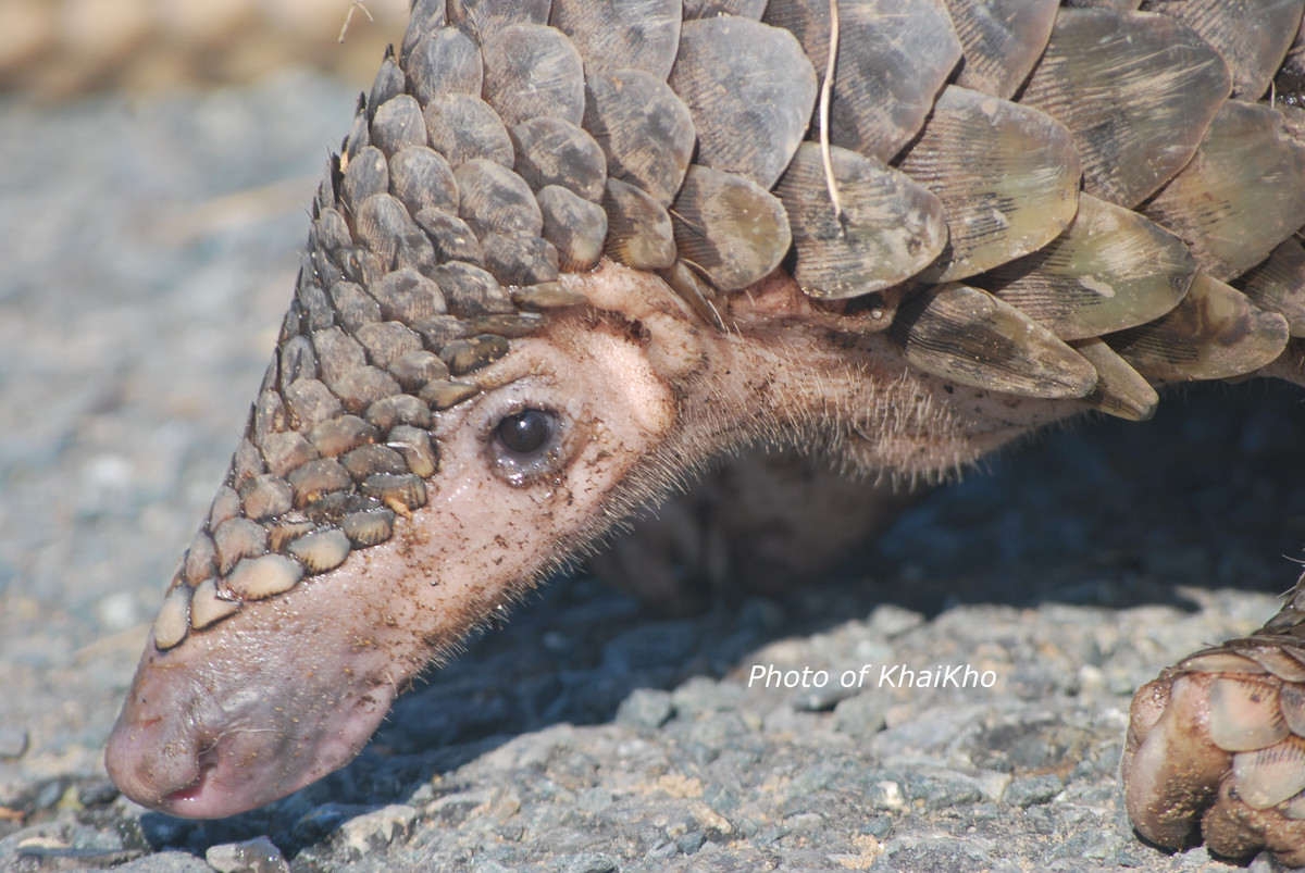 Đây là con tê tê cái, nặng khoảng 4 kg, dài chừng 70 cm. Sau khi tiếp nhận, cá thể tê tê trên đã được đưa về Trạm cứu hộ động vật hoang dã ở Củ Chi chăm sóc trước khi thả về tự nhiên.