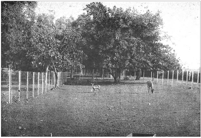 Vườn bách thảo và muông thú được thành lập từ năm 1864, trong đó có các loài thực vật hữu ích, cũng như các cá thể tiêu biểu của hệ động vật của Nam Kỳ lục tỉnh và các xứ lân cận. Trong ảnh là bãi thả hươu nai trong Vườn bách thảo và muông thú.