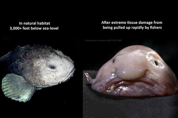 Hiểu đơn giản, cá giọt nước khi ở dưới độ sâu của biển là 1 hình hài khác và khi lên bờ, nó trở thành một loài khác.