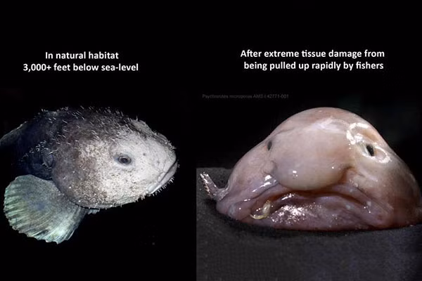 Hiểu đơn giản, cá giọt nước khi ở dưới độ sâu của biển là 1 hình hài khác và khi lên bờ, nó trở thành một loài khác.