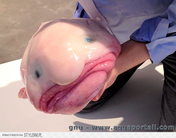 Cá giọt nước sau đó trở thành linh vật chính thức của Hiệp hội bảo tồn động vật xấu xí.