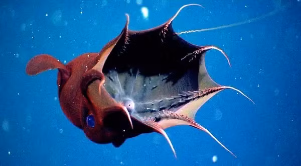 Mắt của chúng có màu đỏ hoặc xanh tùy thuộc vào ánh sáng. Trên cơ thể mực "ma cà rồng" phủ rất nhiều chất tạo sáng (photophores), cho phép chúng phát quang hoặc biến thành vô hình trong vùng nước tối. Mực "ma cà rồng" có thể điều khiển nồng độ chất này để thu hút con mồi hoặc xua đuổi kẻ thù.