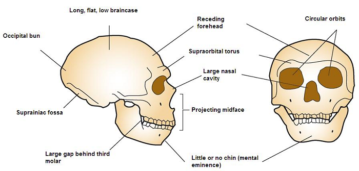 Phát hiện mới từ kẽm trong răng người Neanderthals đã ủng hộ giả thuyết này, cho thấy rất có thể họ là sinh vật đứng đầu chuỗi thức ăn.