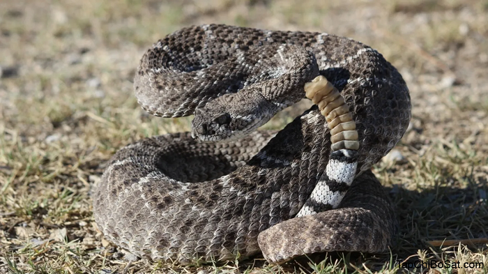 "Con rắn này sống sót bằng cách nào trong thời gian lâu như vậy vẫn là một bí ẩn với chúng tôi", ông Bryan Hughes, chủ công ty chuyên xử lý rắn đuôi chuông Rattlesnake Solutions nói. "Có thể một số con mồi như thằn lằn nhỏ có thể chui vừa qua hàng rào mắt cáo cỡ 0,6 cm, con rắn có thể không ăn uống gì trong toàn thời gian đó".