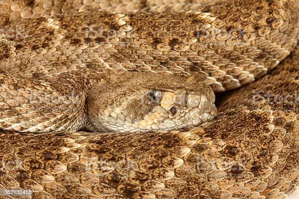 Có 32 loài rắn chuông với từ 65-70 phân loài, tất cả chúng đều là loài bản địa châu Mỹ, từ phía nam Canada đến miền trung Argentina.