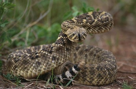 Rắn đuôi chuông kim cương Tây Mỹ là một trong những loài rắn có nọc độc nguy hiểm nhất ở Bắc Mỹ, chúng giết chết nhiều người ở Mỹ và Mexico hơn bất kỳ loài rắn nào khác.