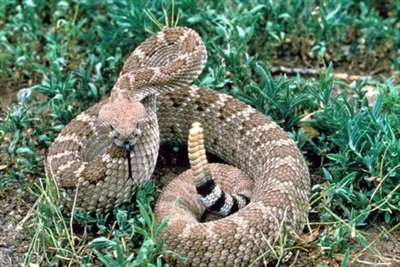 Dave Holland, thợ bắt rắn của Rattlesnake Solutions, người giải cứu con vật, cho biết nó có cơ hội sống sót cao nhất nếu quay trở lại môi trường tự nhiên thay vì nuôi nhốt ở nơi khác.