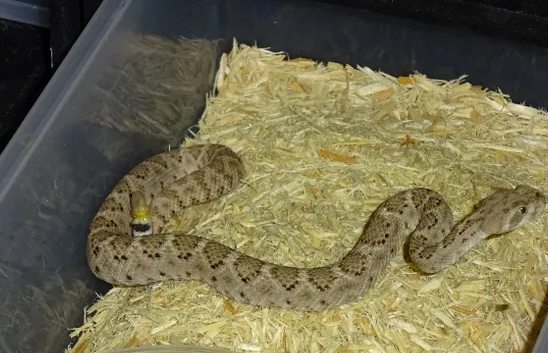 Tuy nhiên, ngay cả như vậy, hai năm là khoảng thời gian quá dài đối với rắn đuôi chuông. Khi một con rắn đuôi chuông bị suy dinh dưỡng, vẻ ngoài của nó có thể thay đổi đáng kể.