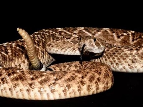 Tình trạng thiếu nước và đói ăn cũng khiến nó mất tuyến độc, để lại chiếc đầu rỗng thay vì hình mũi tên bè rộng như thường gặp ở họ rắn viper. Nếu áp lực kiếm ăn và năng lượng để tiêu hóa bữa ăn quá lớn đối với rắn đuôi chuông, nó có thể không sống sót.