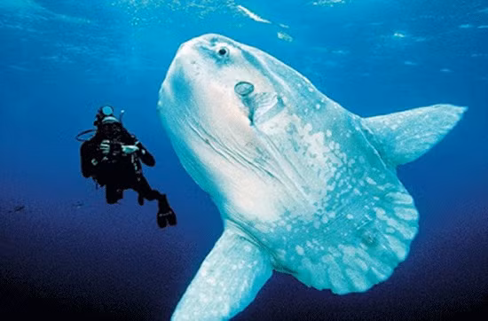 Cá mặt trời không có một cái đầu thực sự. Tuy to con nhưng miệng chúng lại rất nhỏ, mỗi hàm có hai răng dính nhau làm thành một cái mỏ. Với cái miệng đặc biệt như vậy nên chúng không thể nuốt mồi to mà chỉ chuyên ăn giáp xác nhỏ và các phiêu sinh vật khác.