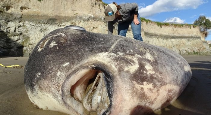 Những con nhỏ thì tụ họp lại thành đàn. Nhưng khi đã to lớn, chúng chỉ thích sống một mình, trôi phiêu du đi khắp các đại dương bao la.